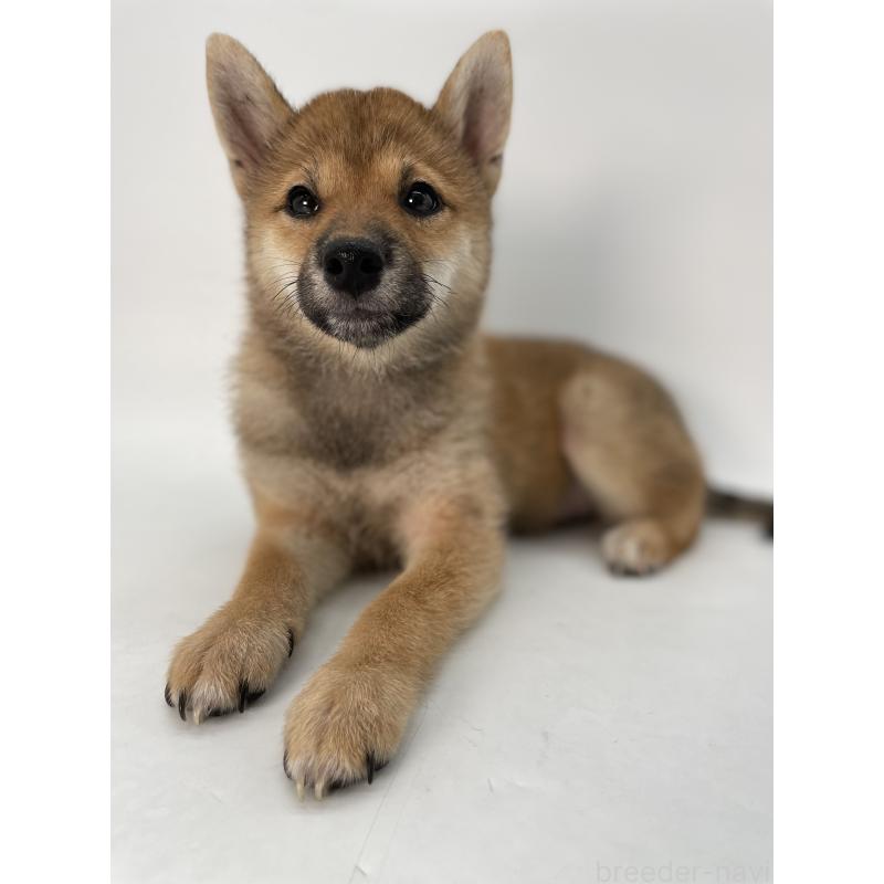 販売中の千葉県の柴犬-391790の9枚目