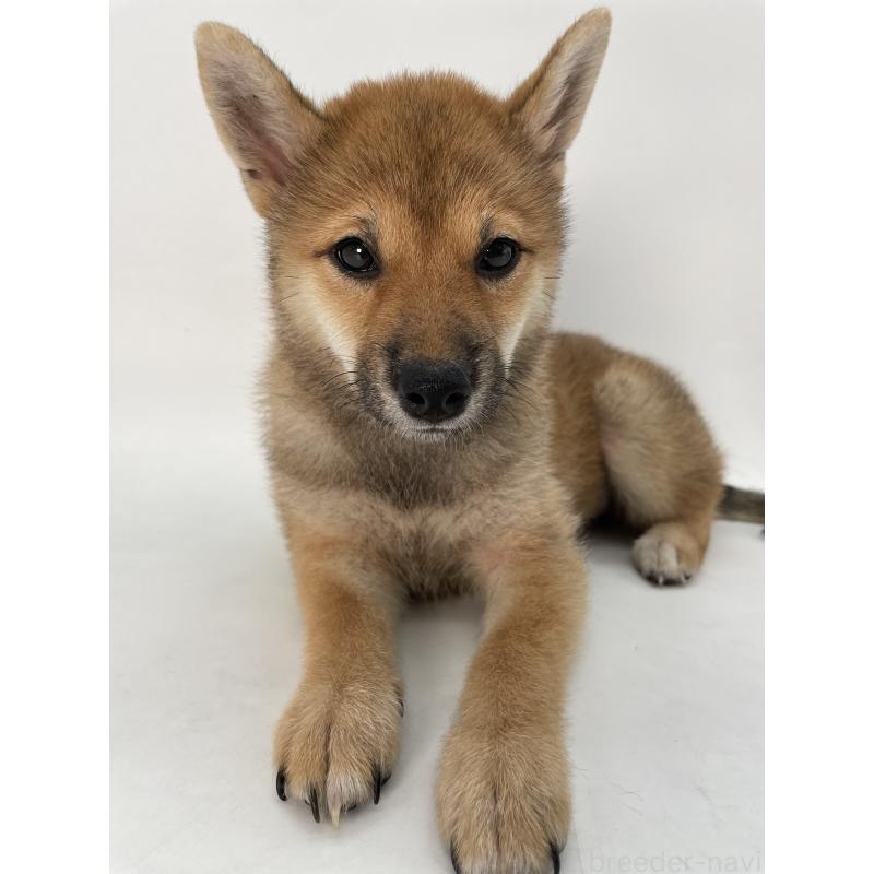 販売中の千葉県の柴犬-391790の8枚目