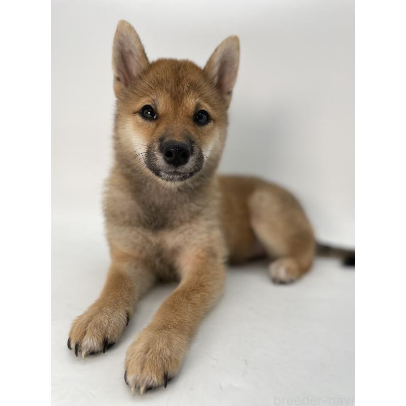 販売中の千葉県の柴犬-391790の7枚目