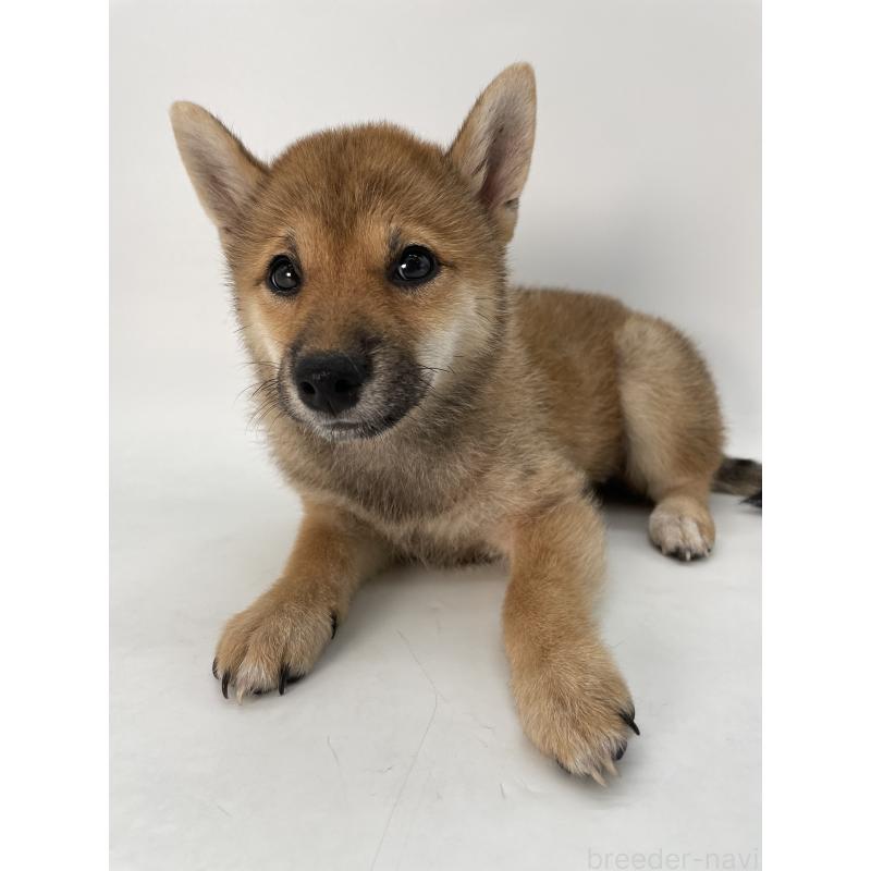 販売中の千葉県の柴犬-391790の6枚目
