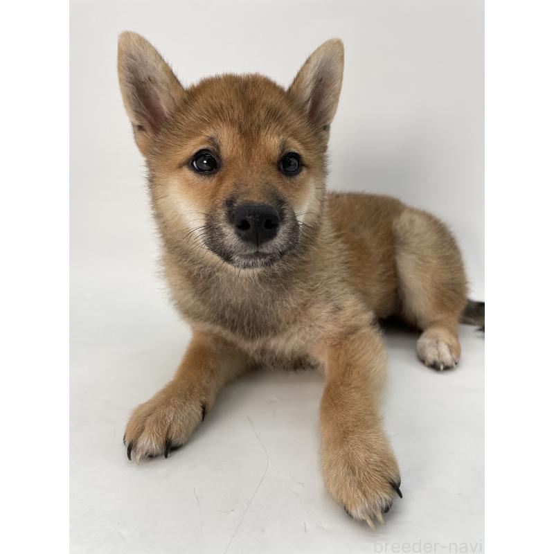 販売中の千葉県の柴犬-391790の5枚目