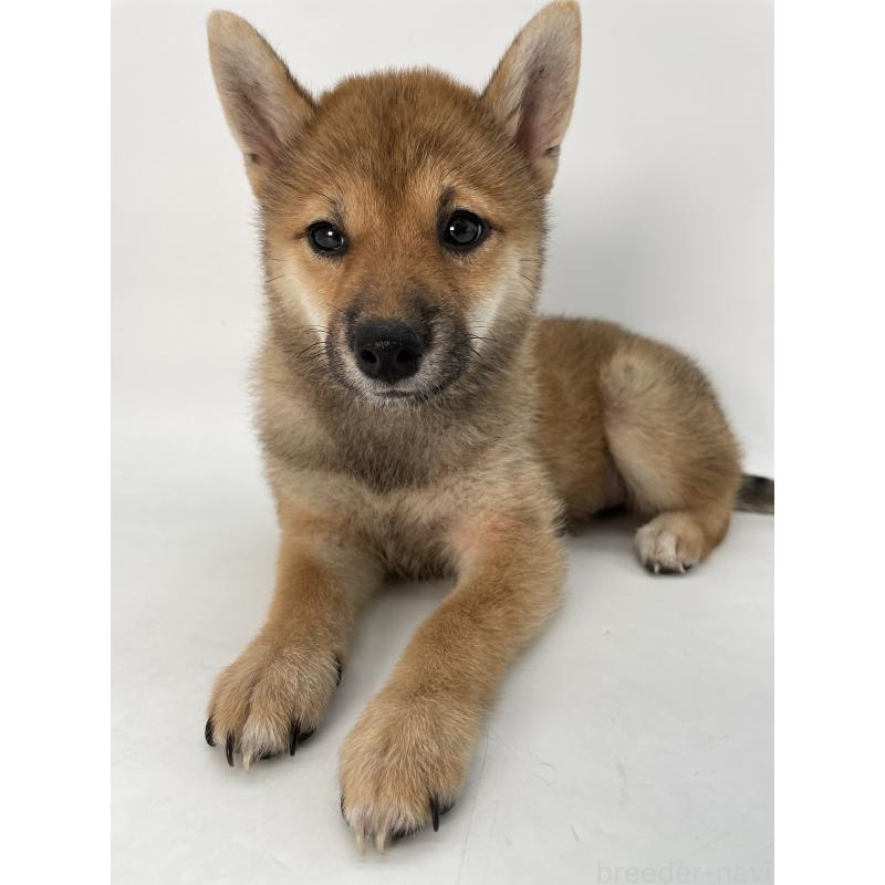 販売中の千葉県の柴犬-391790の4枚目