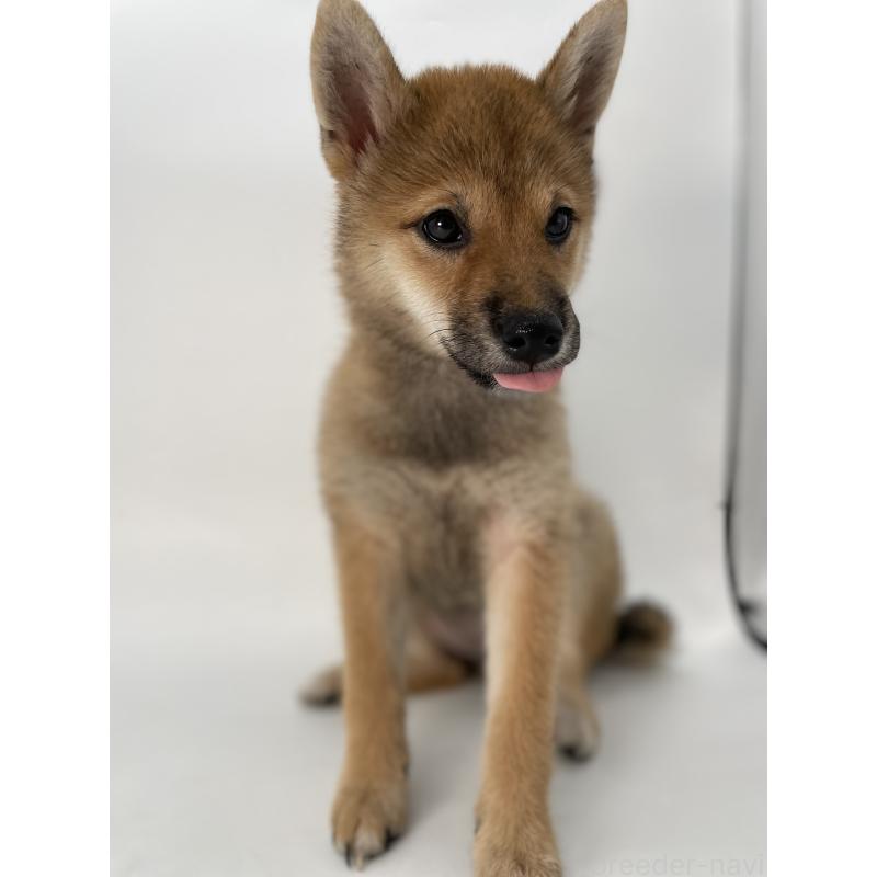 販売中の千葉県の柴犬-391790の3枚目