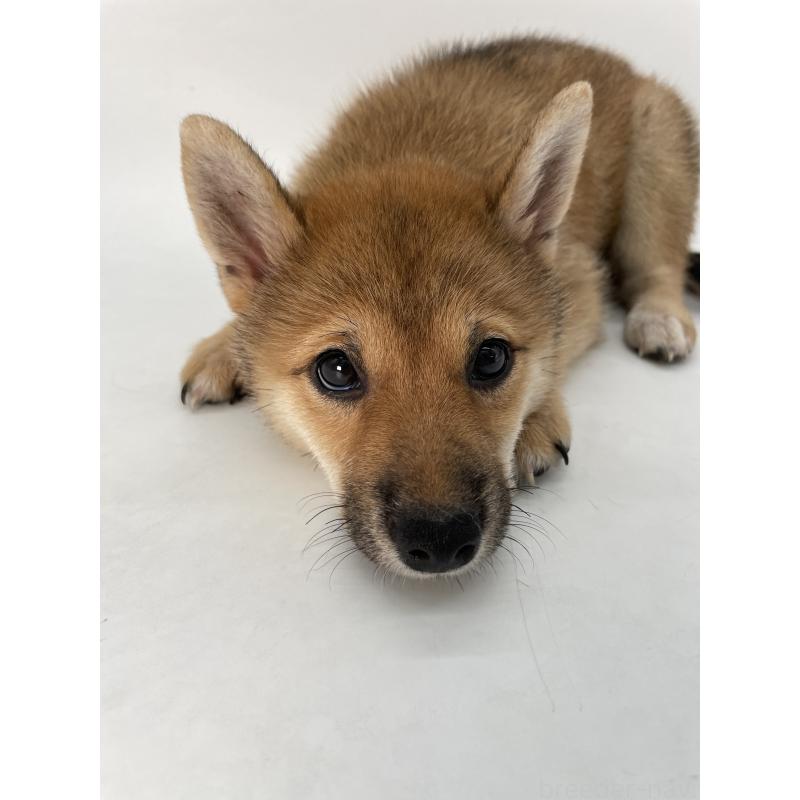 販売中の千葉県の柴犬-391790の2枚目