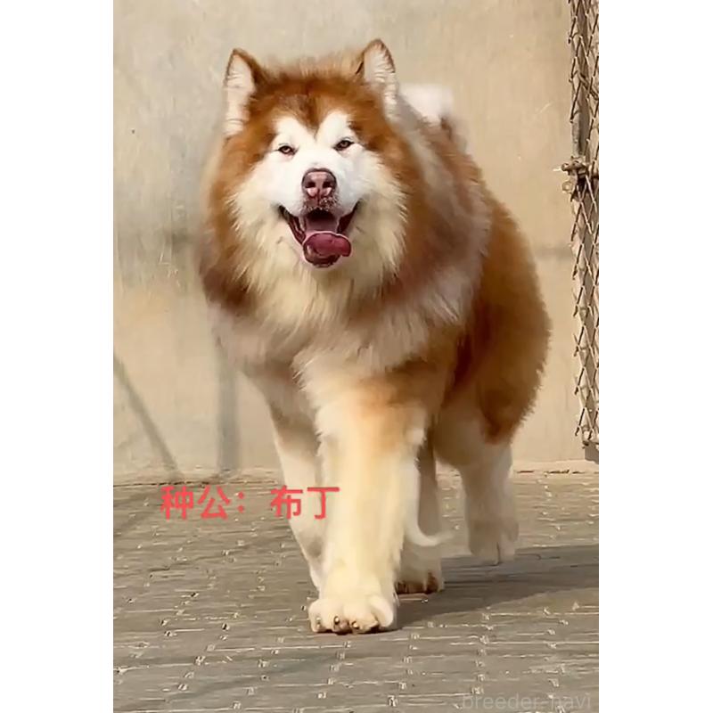 プリン🍮くん1枚目