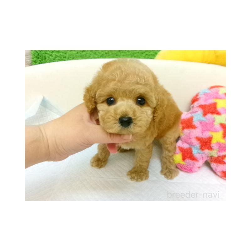 販売中の大阪府のトイプードル-401320