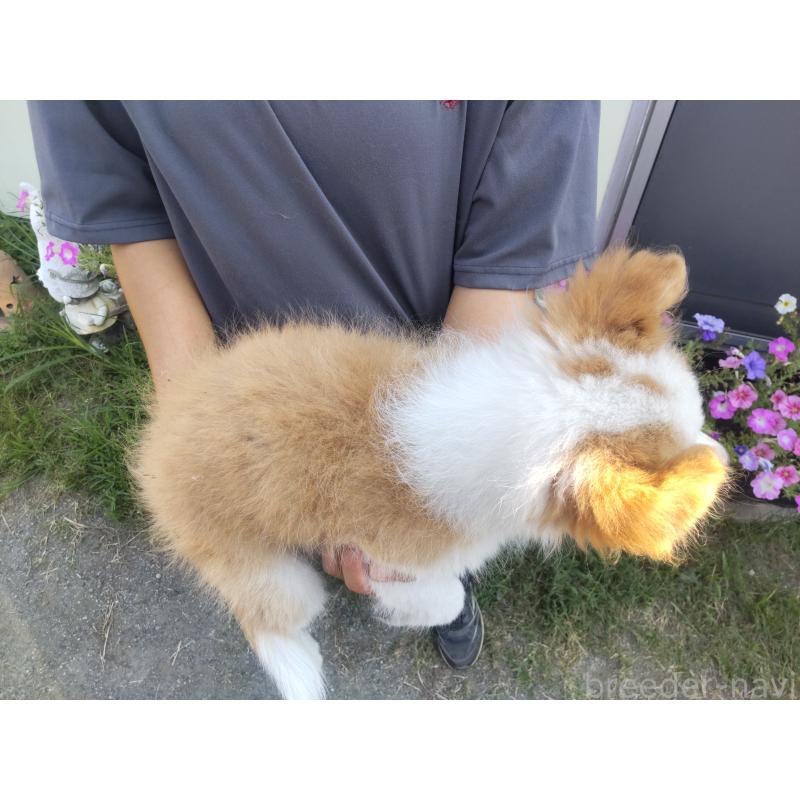 販売中の埼玉県のボーダーコリー-401328の2枚目
