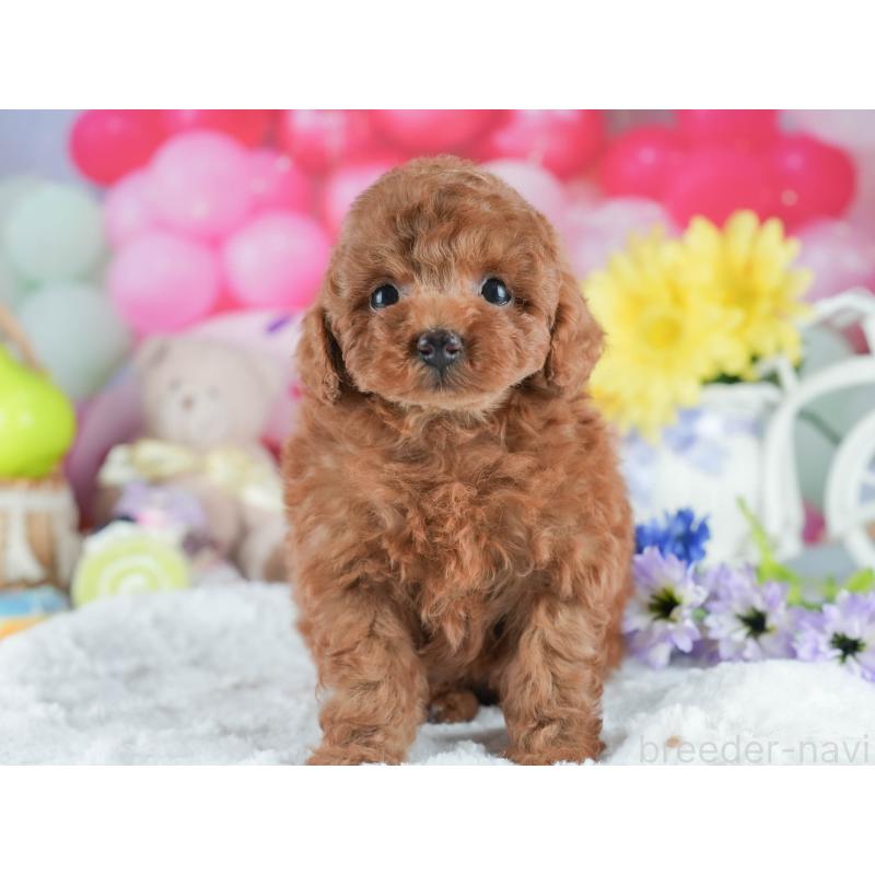 販売中の茨城県のタイニープードル-401365の6枚目