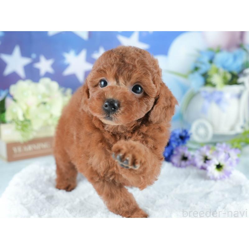販売中の茨城県のトイプードル-401377の6枚目