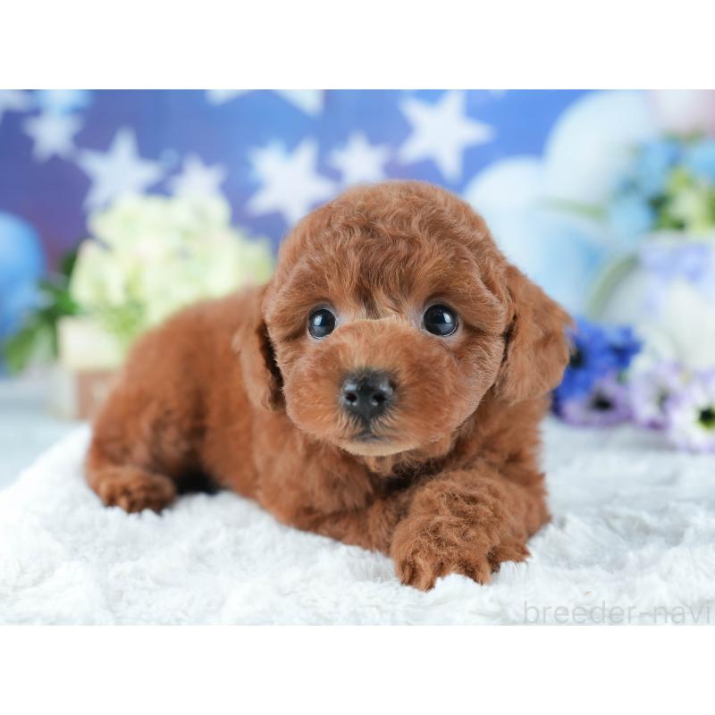 販売中の茨城県のトイプードル-401377の5枚目