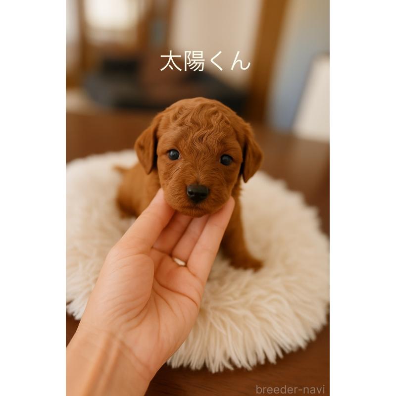販売中の岩手県のトイプードル-401383の10枚目