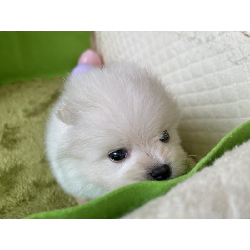 販売中の岐阜県のポメラニアン-400980の4枚目