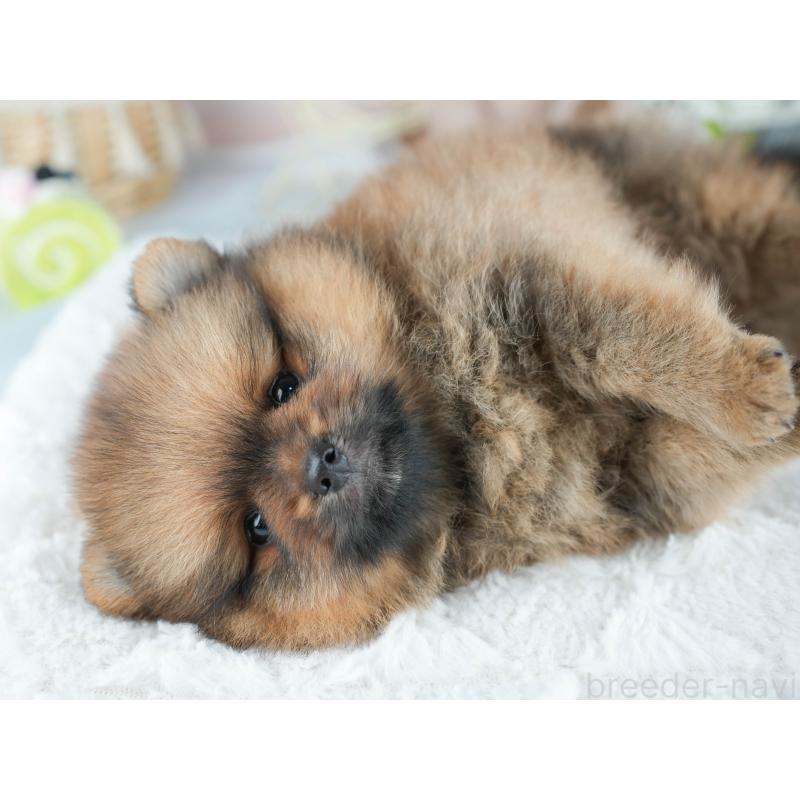 成約済の茨城県のポメラニアン-401393の5枚目
