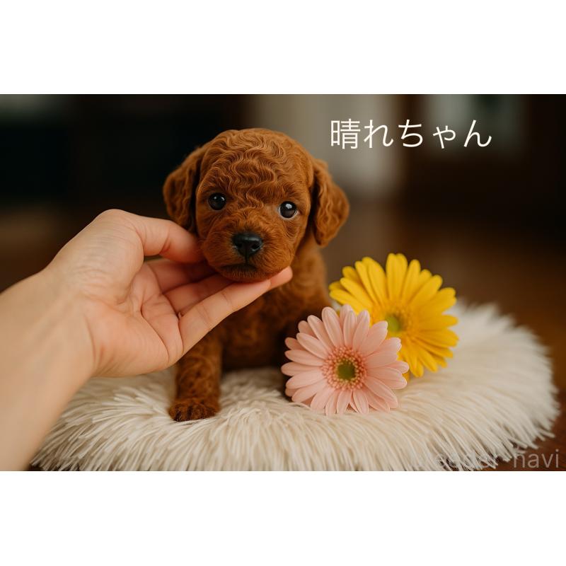 販売中の岩手県のティーカッププードル-401395の8枚目