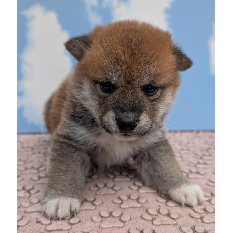 販売中の静岡県の柴犬-399680