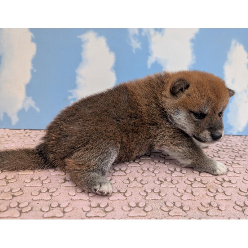 成約済の静岡県の柴犬-399680の4枚目