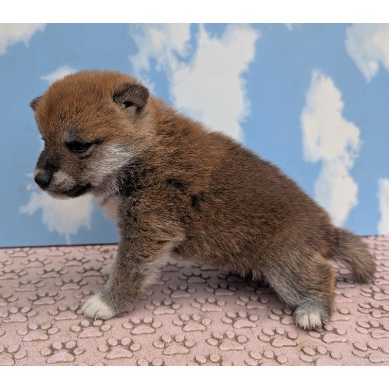 成約済の静岡県の柴犬-399680の3枚目
