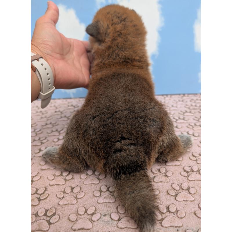 成約済の静岡県の柴犬-399680の2枚目