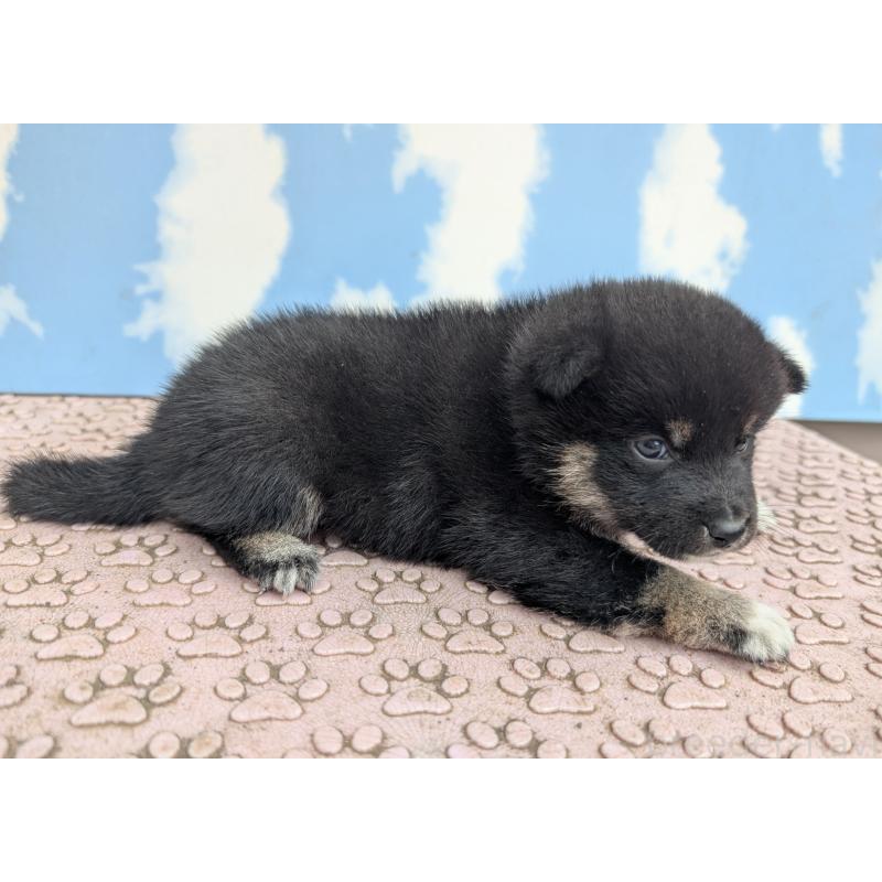成約済の静岡県の柴犬-399682の4枚目