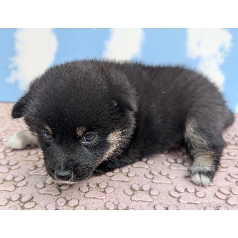 成約済の静岡県の柴犬-399682の3枚目