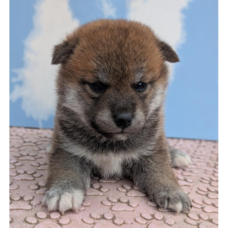 販売中の静岡県の柴犬-399684