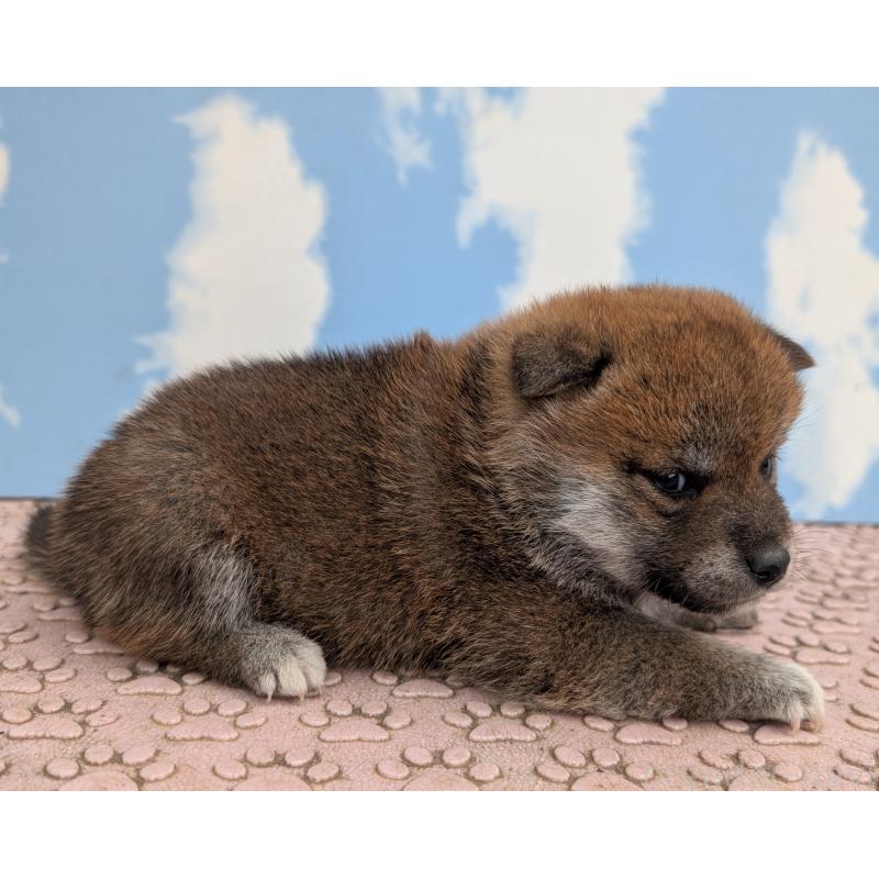 販売中の静岡県の柴犬-399684の7枚目