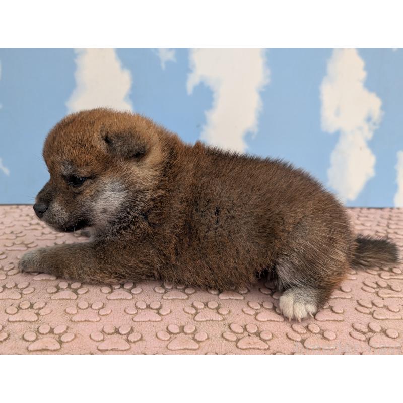 販売中の静岡県の柴犬-399684の6枚目