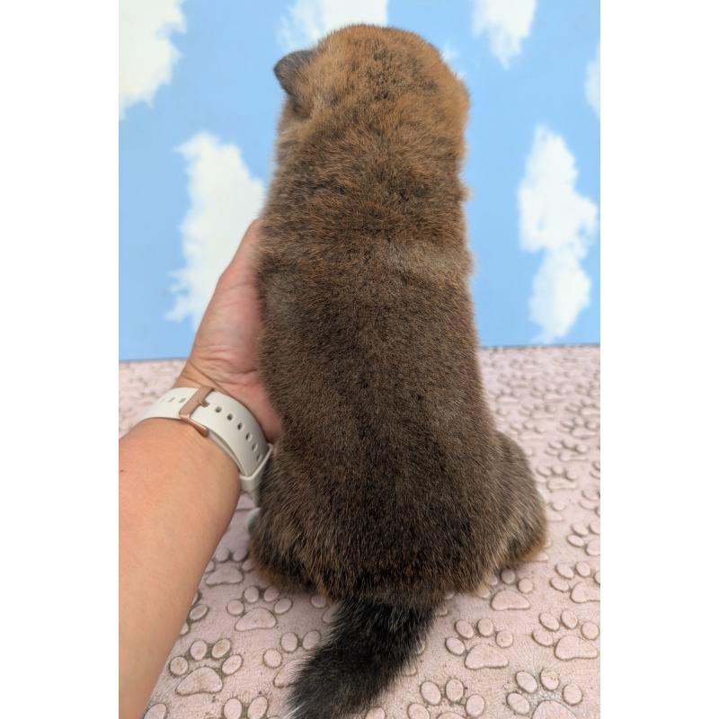 販売中の静岡県の柴犬-399684の5枚目