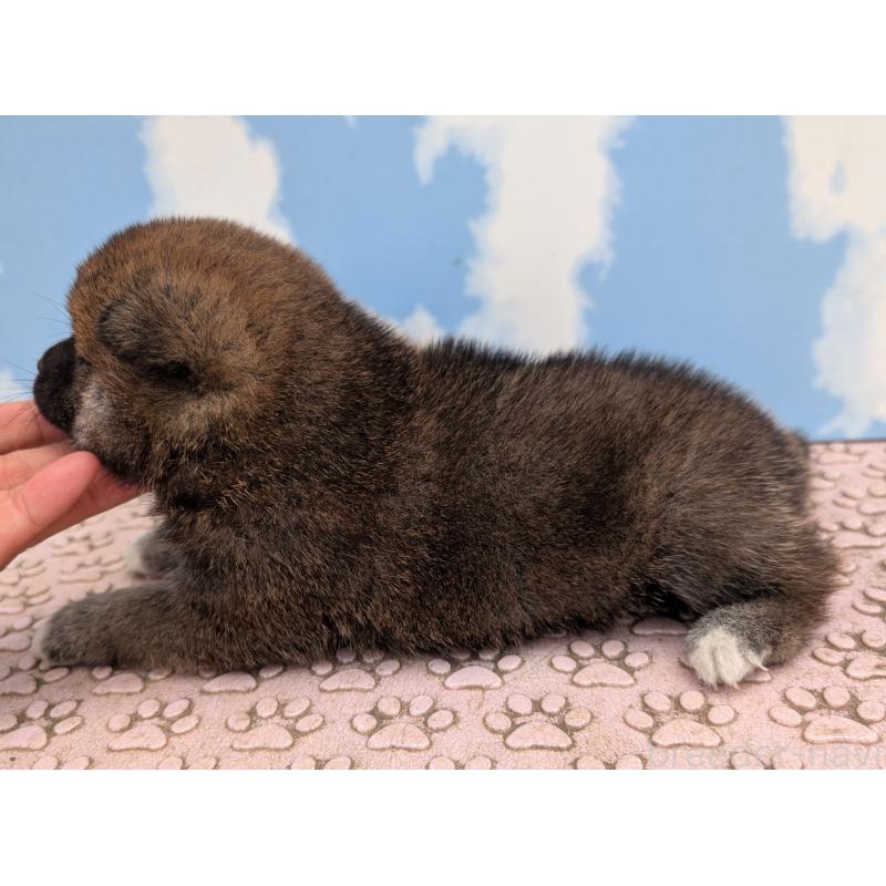 成約済の静岡県の柴犬-399685の5枚目