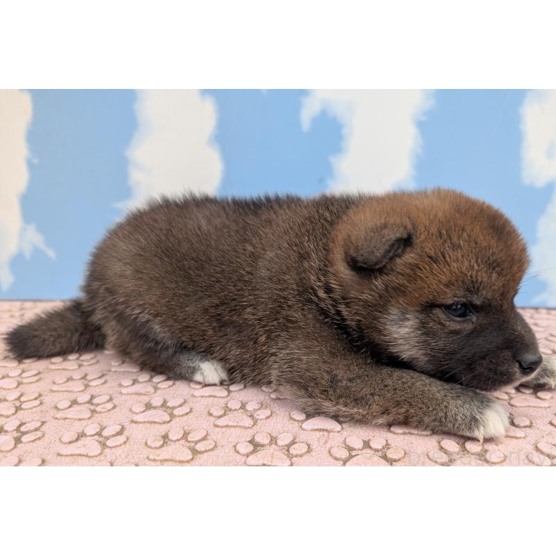 成約済の静岡県の柴犬-399685の4枚目
