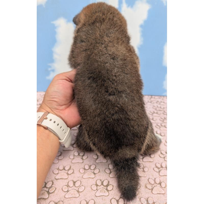 成約済の静岡県の柴犬-399685の3枚目