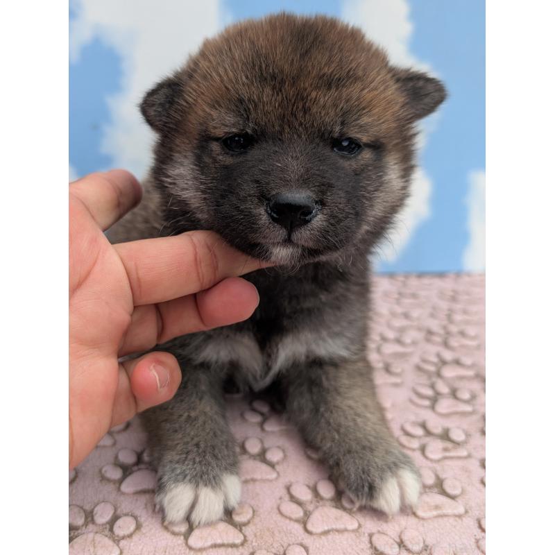 成約済の静岡県の柴犬-399685の2枚目