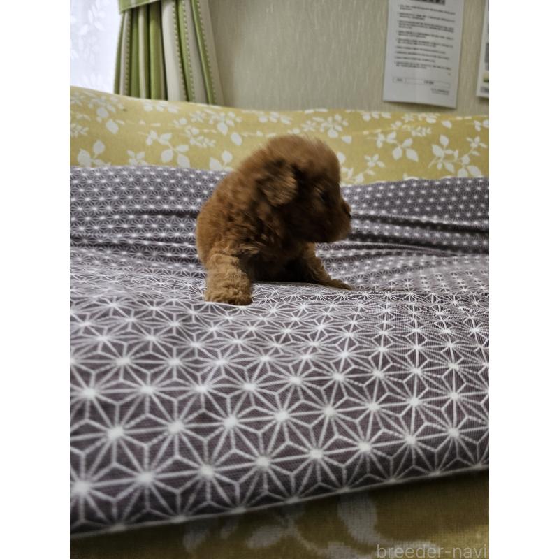 販売中の埼玉県のティーカッププードル-401422の2枚目