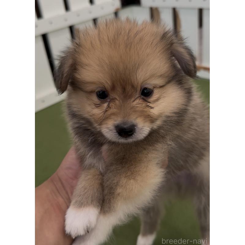 販売中の福岡県のミックス犬-401431の5枚目