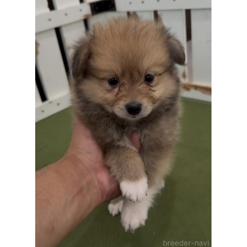 販売中の福岡県のミックス犬-401431の4枚目