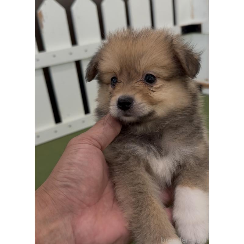 販売中の福岡県のミックス犬-401431の2枚目
