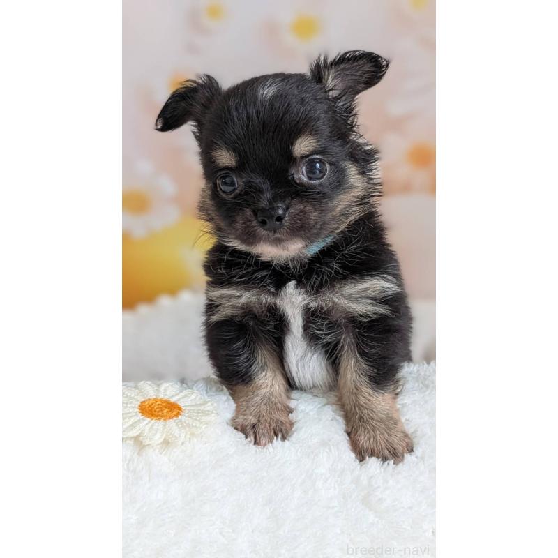 販売中の北海道のミックス犬-401430の9枚目