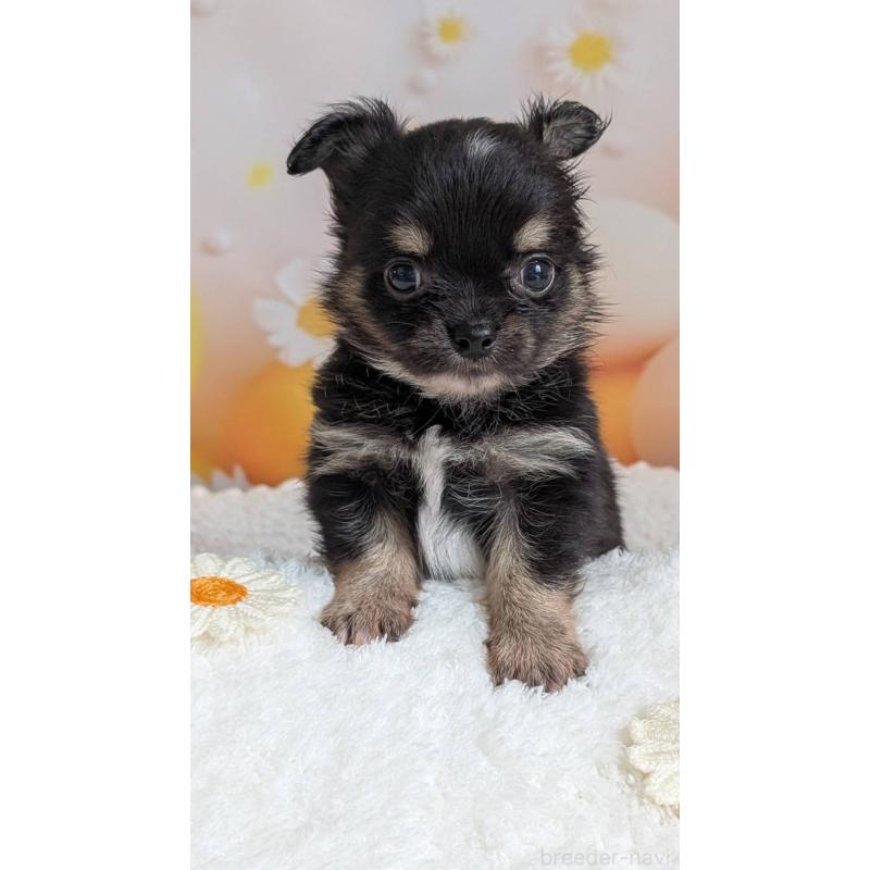 販売中の北海道のミックス犬-401430の8枚目