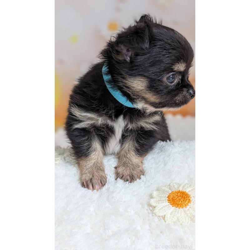 販売中の北海道のミックス犬-401430の7枚目