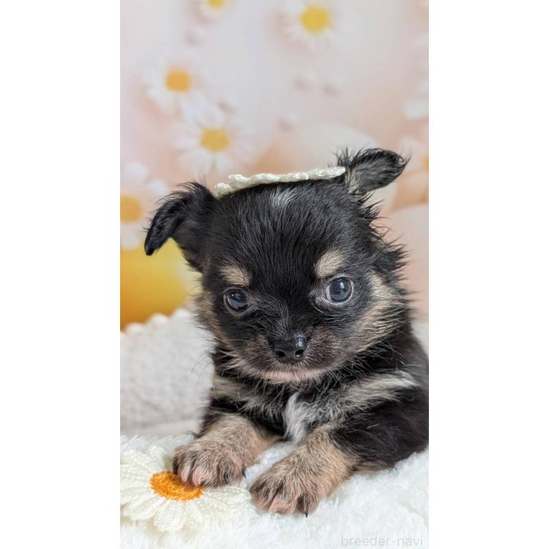販売中の北海道のミックス犬-401430の6枚目