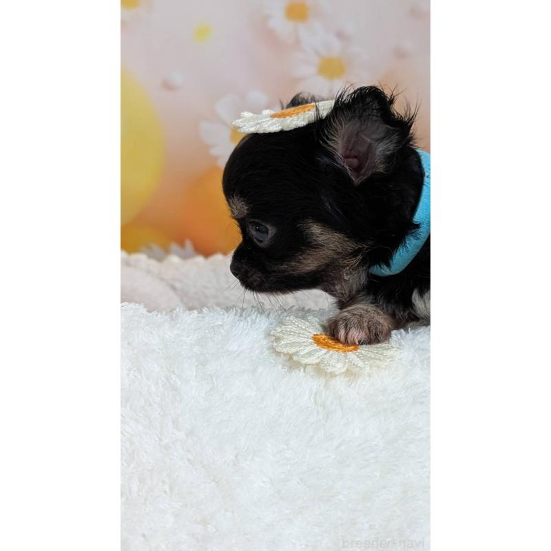 販売中の北海道のミックス犬-401430の5枚目