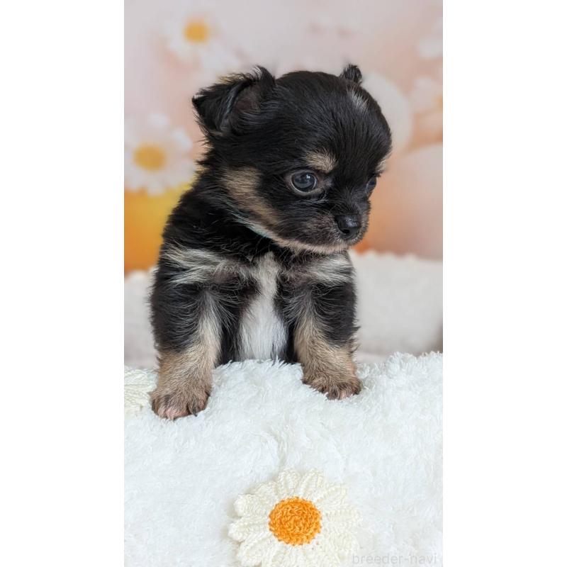 販売中の北海道のミックス犬-401430の4枚目
