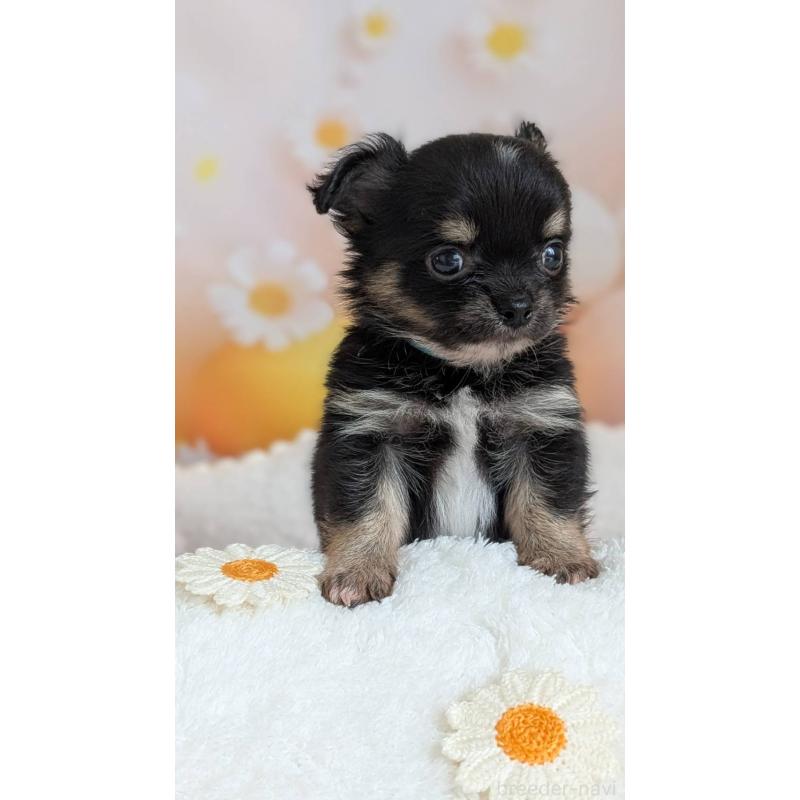 販売中の北海道のミックス犬-401430の3枚目