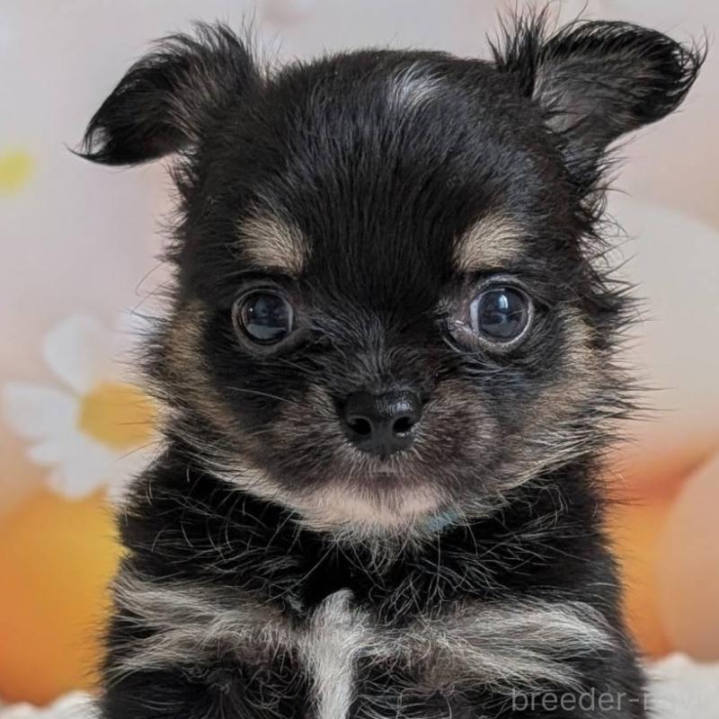 販売中の北海道のミックス犬-401430の2枚目