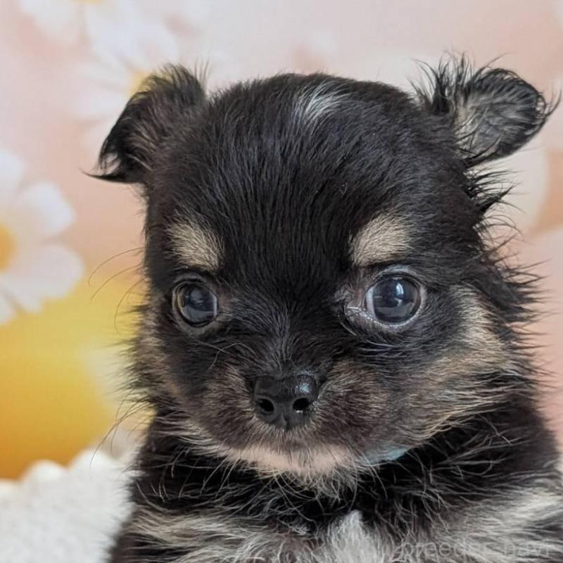 販売中の北海道のミックス犬-401430の1枚目