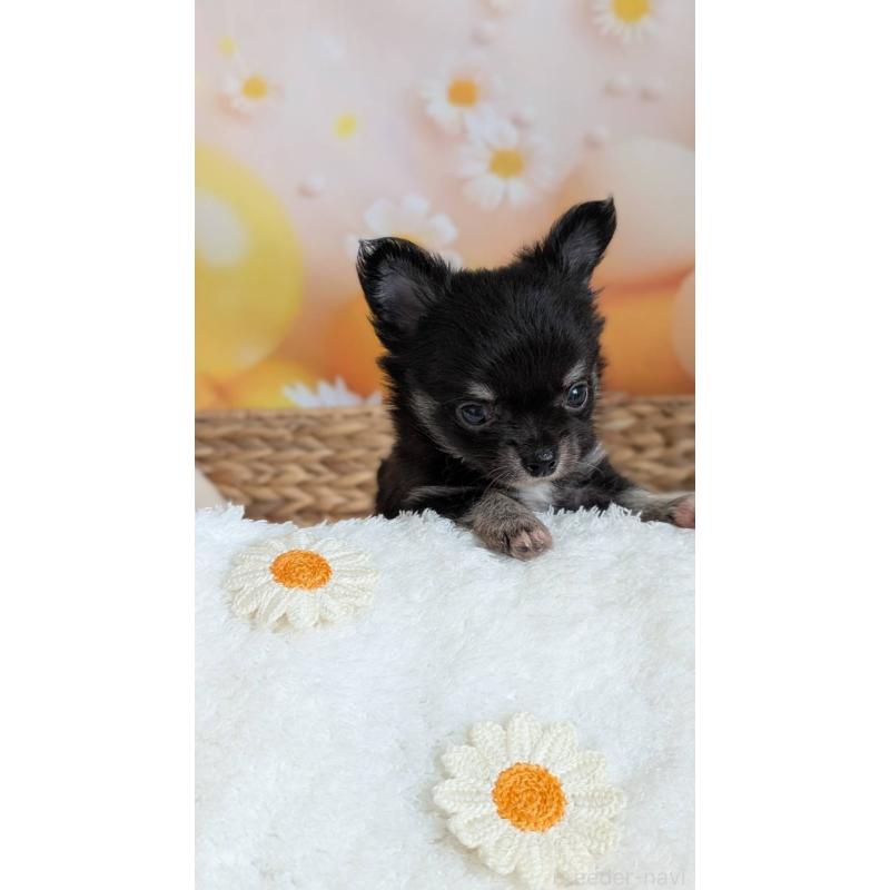 販売中の北海道のミックス犬-401432の12枚目