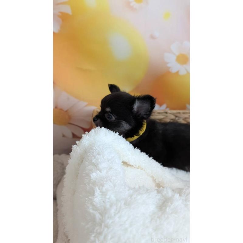 販売中の北海道のミックス犬-401432の11枚目