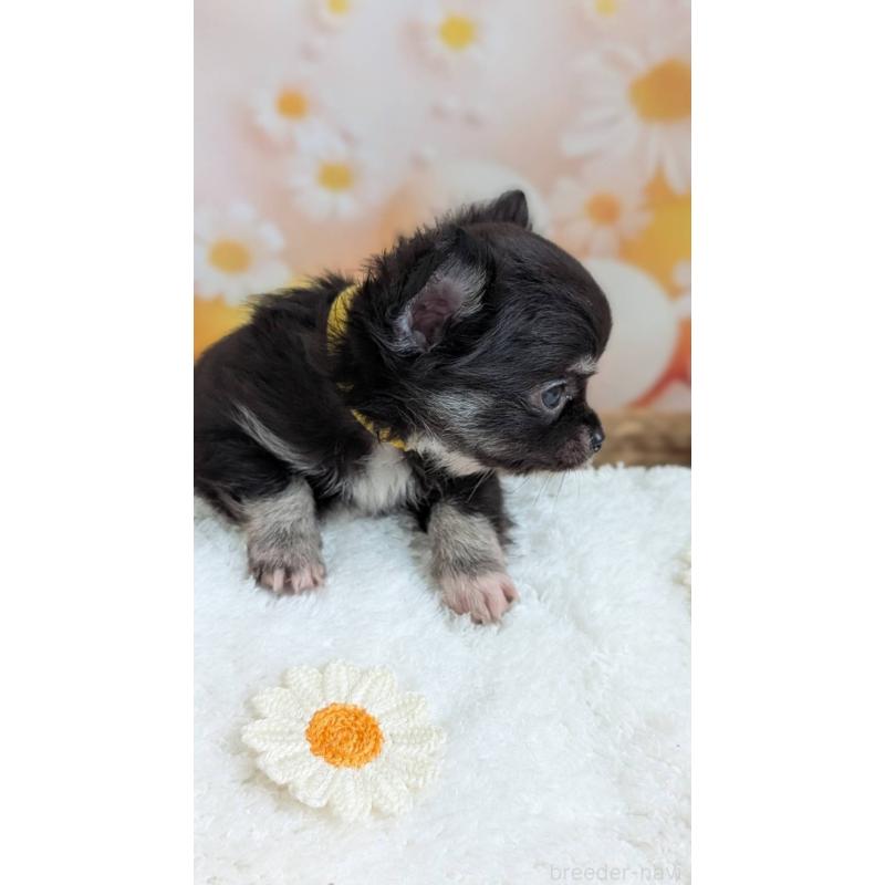 販売中の北海道のミックス犬-401432の10枚目