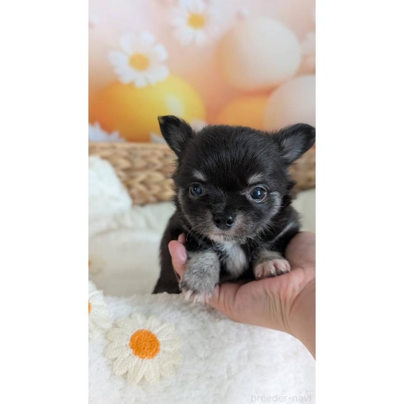 販売中の北海道のミックス犬-401432の9枚目