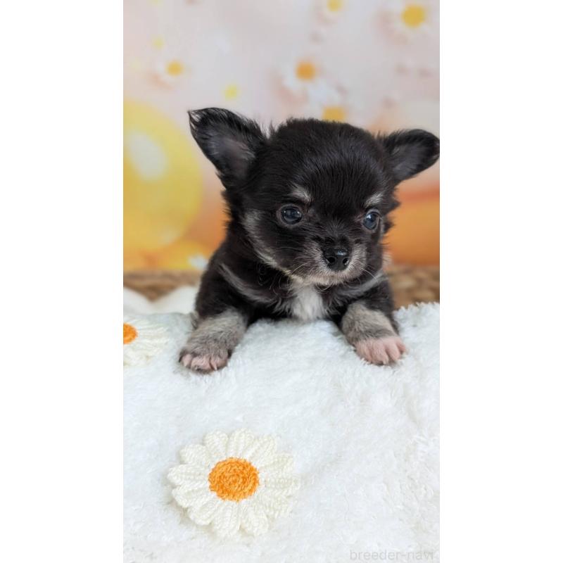 販売中の北海道のミックス犬-401432の8枚目